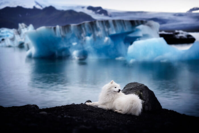 Iceland Canine Residents by Anne Geier 