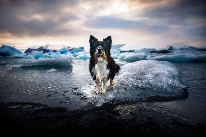 Iceland Canine Residents by Anne Geier 