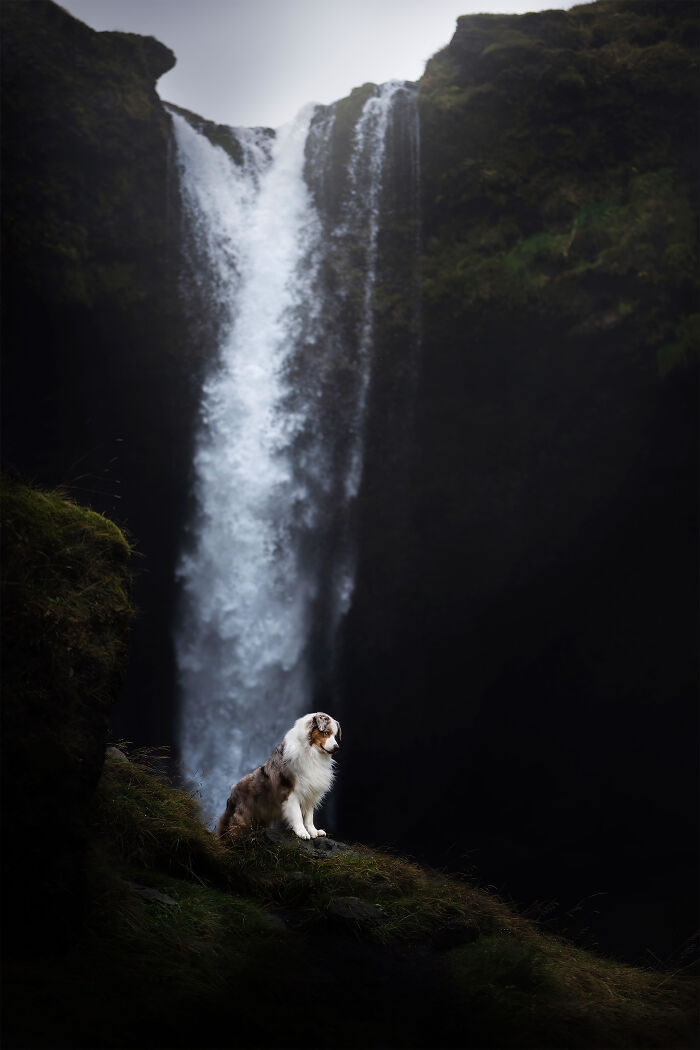 Iceland Canine Residents by Anne Geier 