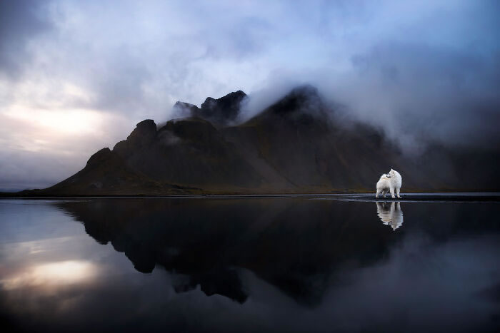 Iceland Canine Residents by Anne Geier 