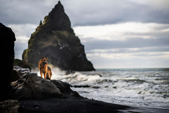 Iceland Canine Residents by Anne Geier 