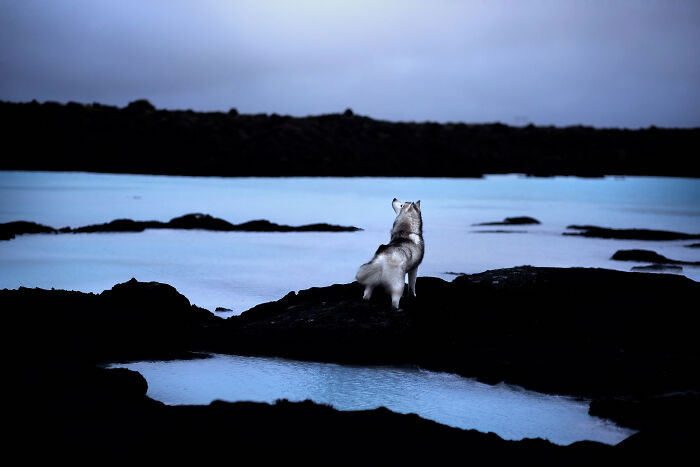 Iceland Canine Residents by Anne Geier 