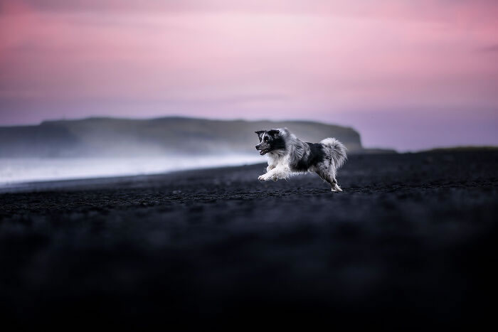 Iceland Canine Residents by Anne Geier 