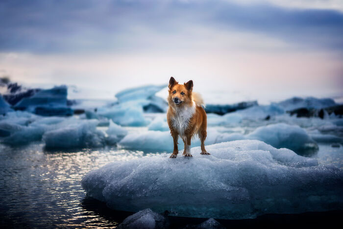 Iceland Canine Residents by Anne Geier 