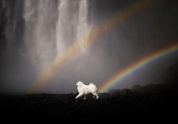 Iceland Canine Residents by Anne Geier