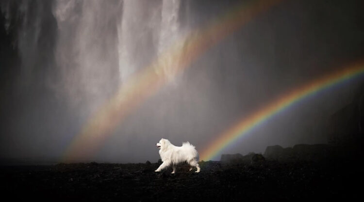 Iceland Canine Residents by Anne Geier