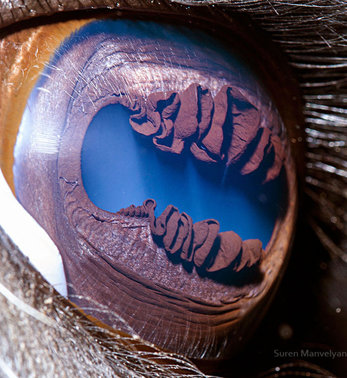 Closeup Animal Eyes By Suren Manvelyan