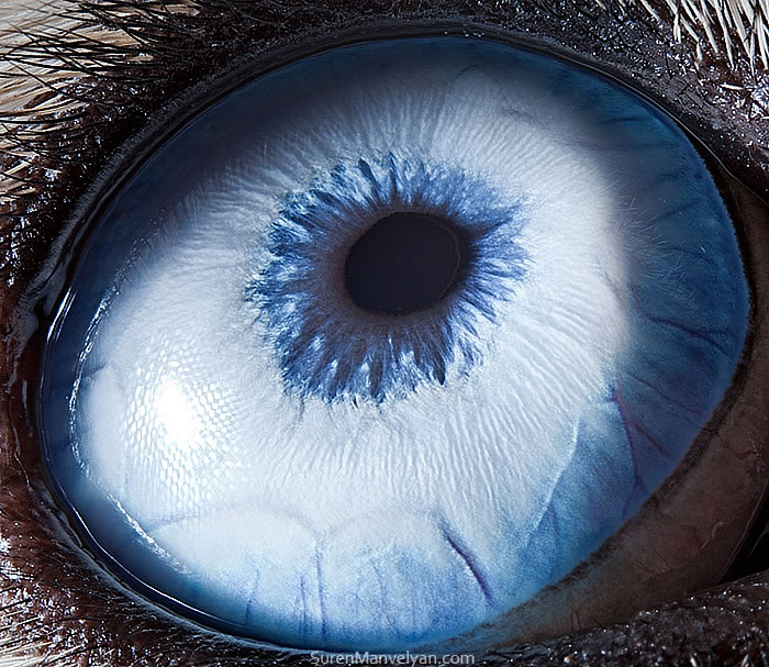 Closeup Animal Eyes By Suren Manvelyan