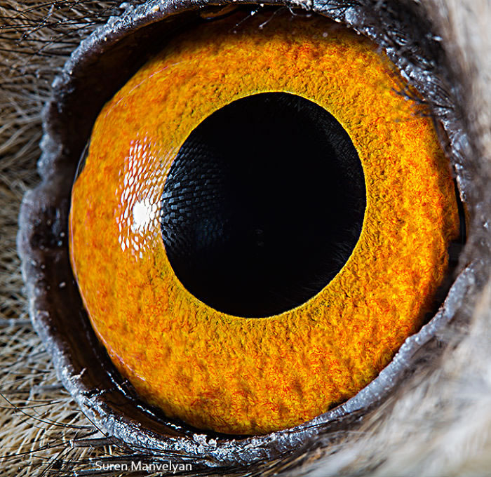 Closeup Animal Eyes By Suren Manvelyan