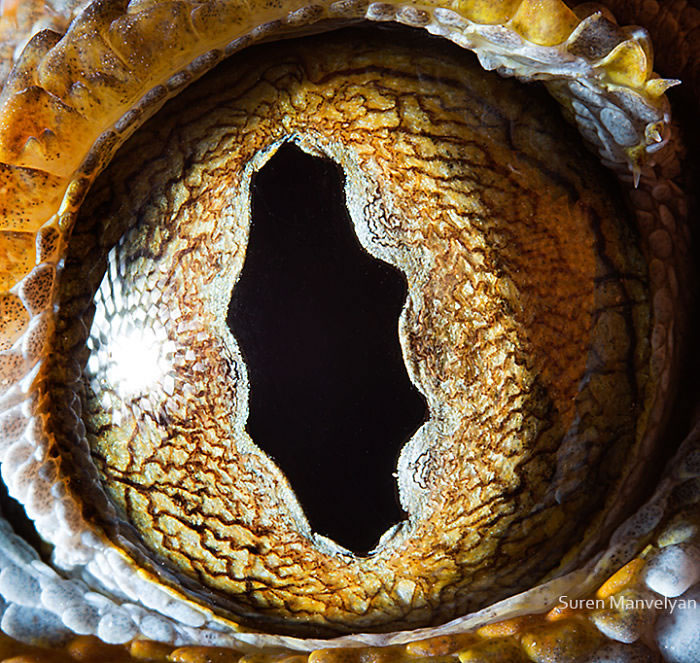 Closeup Animal Eyes By Suren Manvelyan