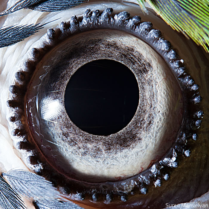 Closeup Animal Eyes By Suren Manvelyan