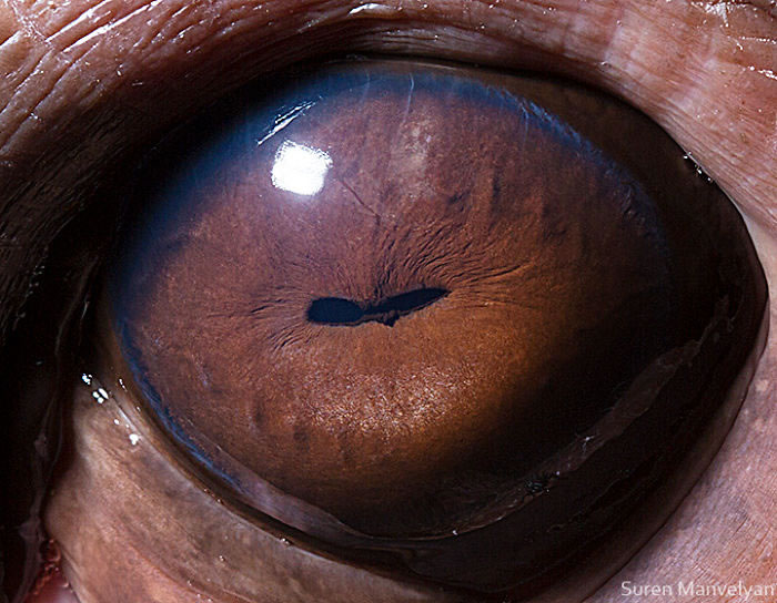 Closeup Animal Eyes By Suren Manvelyan