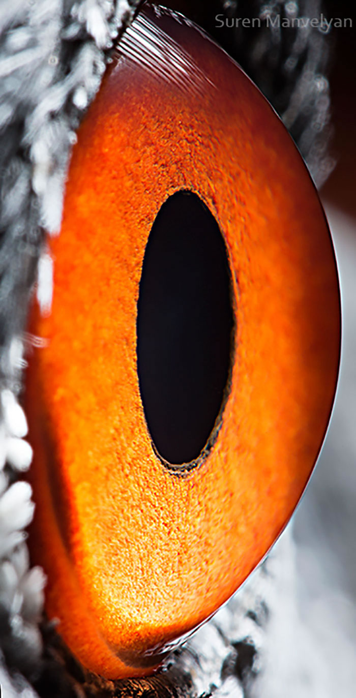 Closeup Animal Eyes By Suren Manvelyan