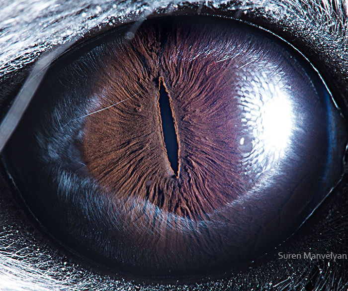 Closeup Animal Eyes By Suren Manvelyan