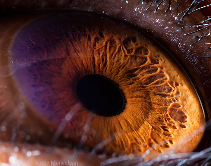 Closeup Animal Eyes By Suren Manvelyan