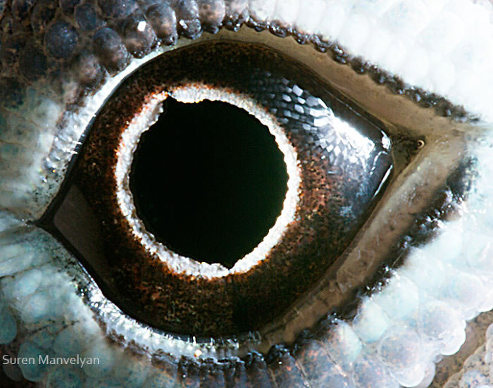 Closeup Animal Eyes By Suren Manvelyan