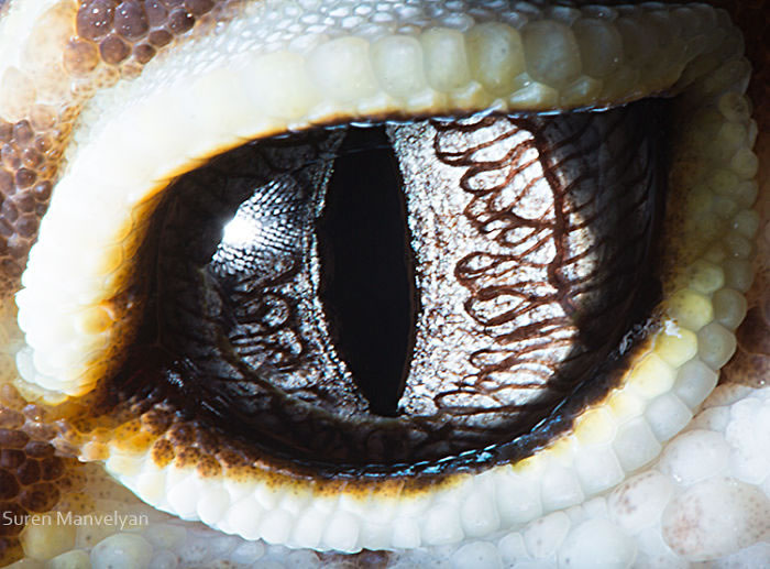 Closeup Animal Eyes By Suren Manvelyan