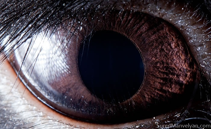 Closeup Animal Eyes By Suren Manvelyan