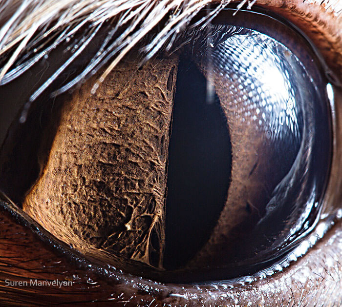 Closeup Animal Eyes By Suren Manvelyan