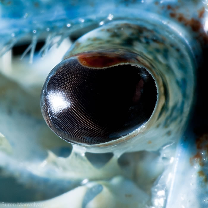 Closeup Animal Eyes By Suren Manvelyan