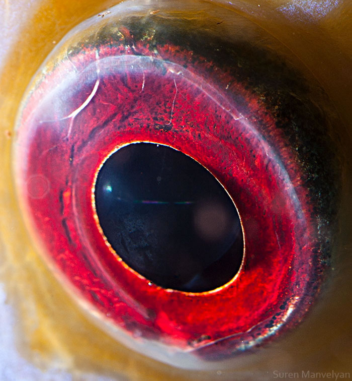 Closeup Animal Eyes By Suren Manvelyan