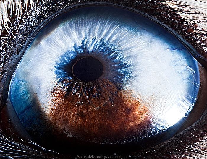 Closeup Animal Eyes By Suren Manvelyan