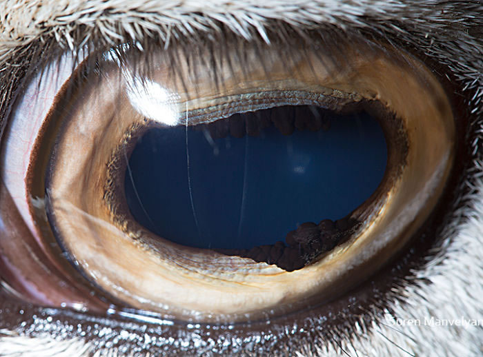 Closeup Animal Eyes By Suren Manvelyan