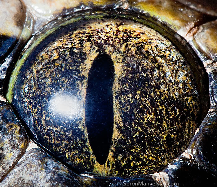 Closeup Animal Eyes By Suren Manvelyan