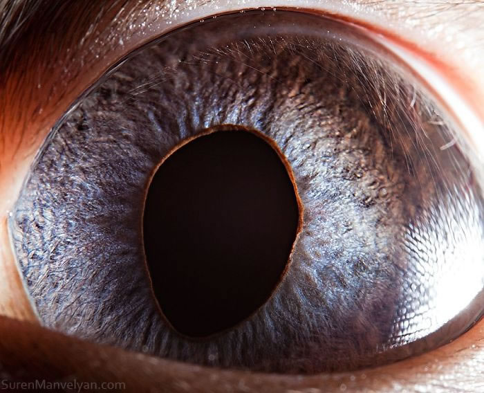 Closeup Animal Eyes By Suren Manvelyan