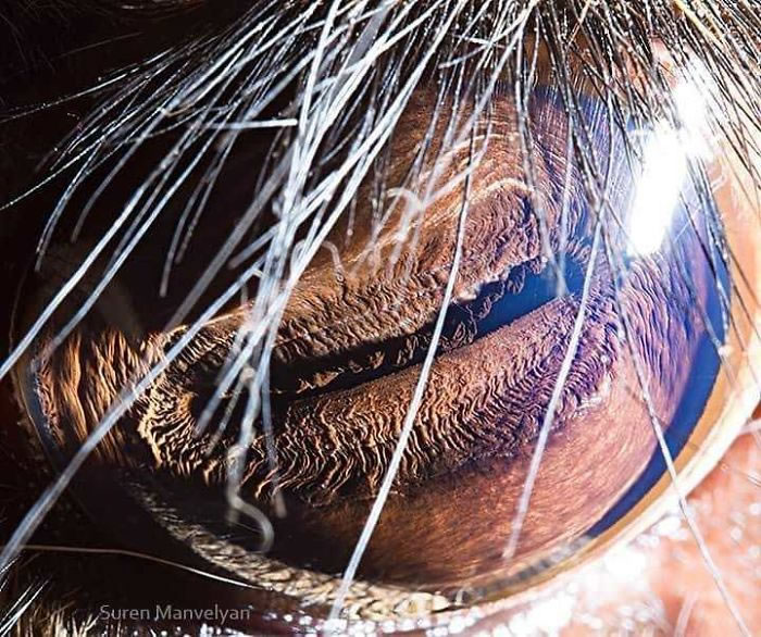 Closeup Animal Eyes By Suren Manvelyan