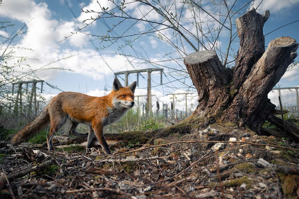 Winners Of The British Wildlife Photography Awards 2023 