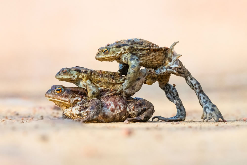 Winners Of The British Wildlife Photography Awards 2023 