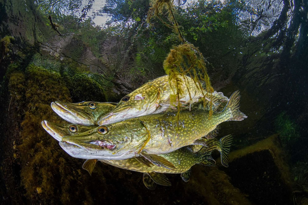 Winners Of The British Wildlife Photography Awards 2023 