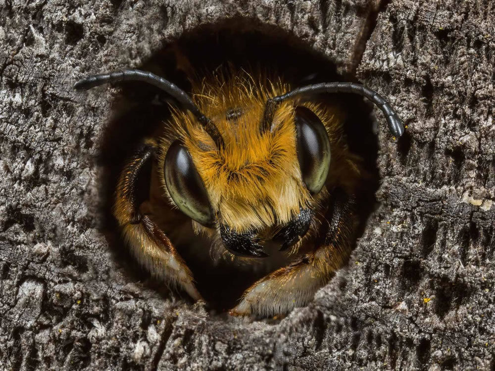 Winners Of The British Wildlife Photography Awards 2023 