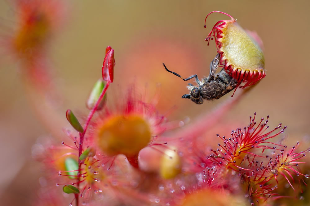 Winners Of The British Wildlife Photography Awards 2023 