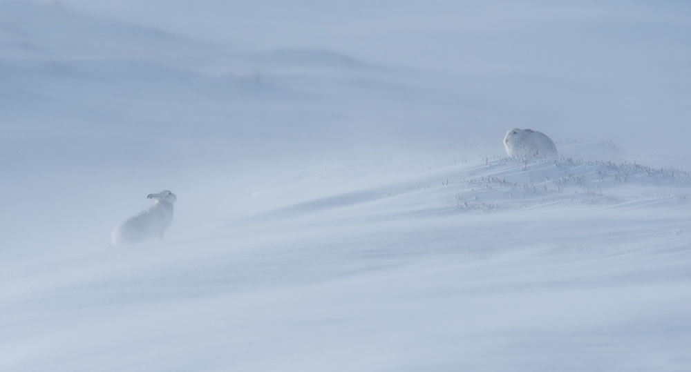 Winners Of The British Wildlife Photography Awards 2023 