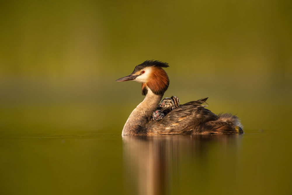 Winners Of The British Wildlife Photography Awards 2023 