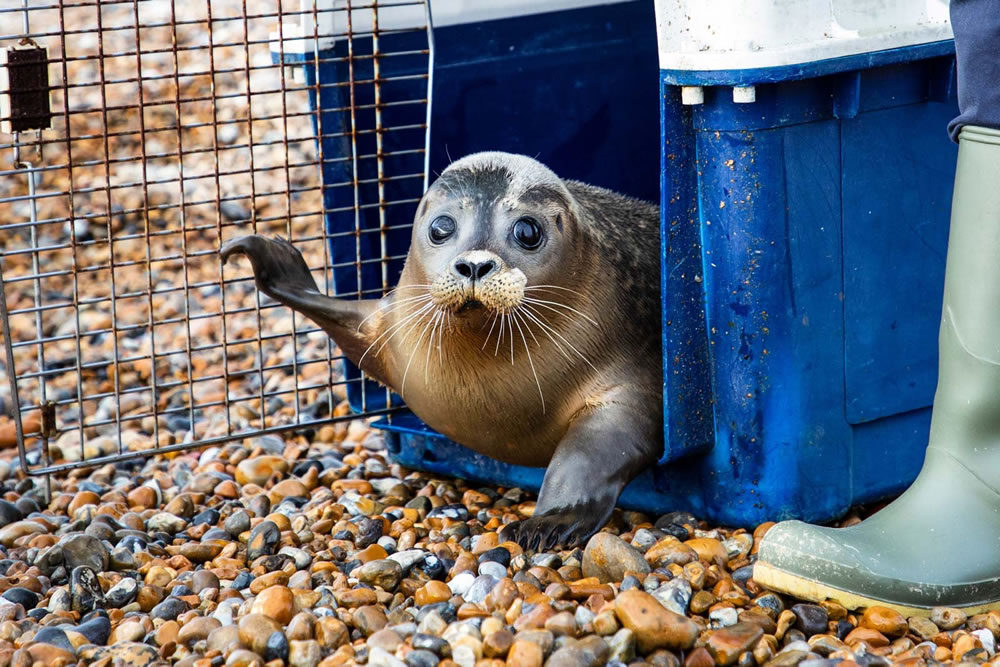 Winners Of The British Wildlife Photography Awards 2023 