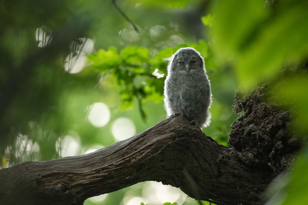 Winners Of The British Wildlife Photography Awards 2023 