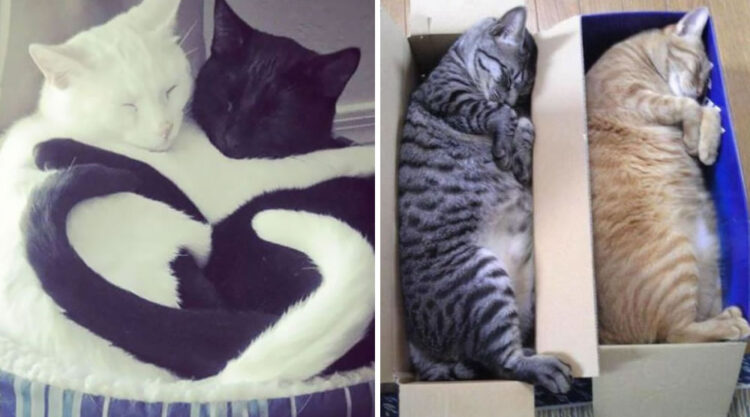 Funny Photos Of Cats Sleeping Together