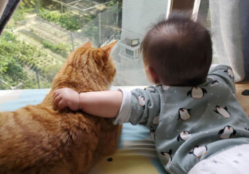 Beautiful Love Of Cats And Babies