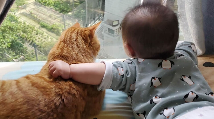 Beautiful Love Of Cats And Babies