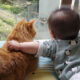 Beautiful Love Of Cats And Babies