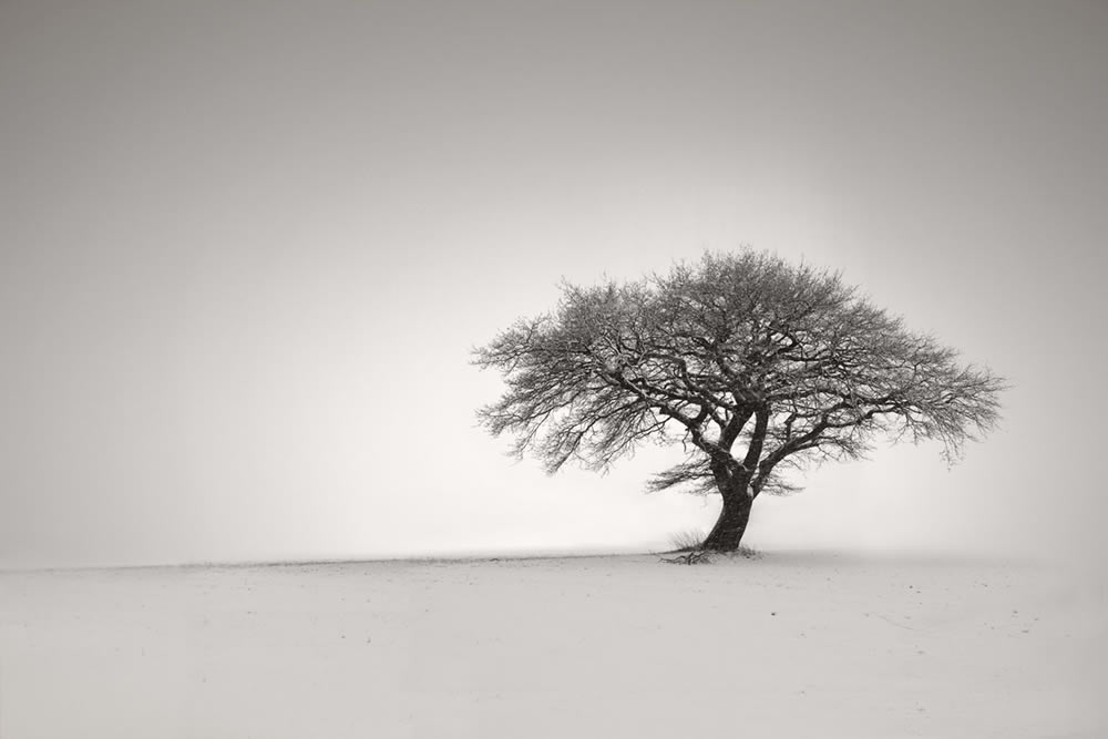 Gurushots Simplistic Minimalism Winners