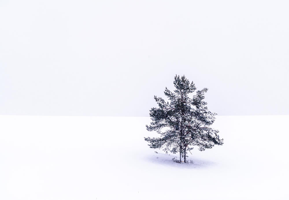 Gurushots Simplistic Minimalism Winners