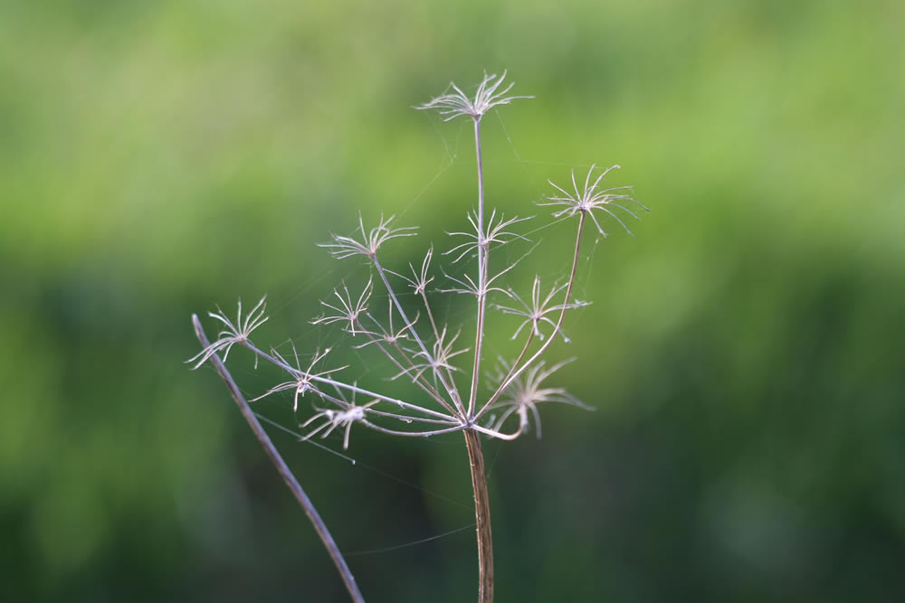 Gurushots Simplistic Minimalism Winners