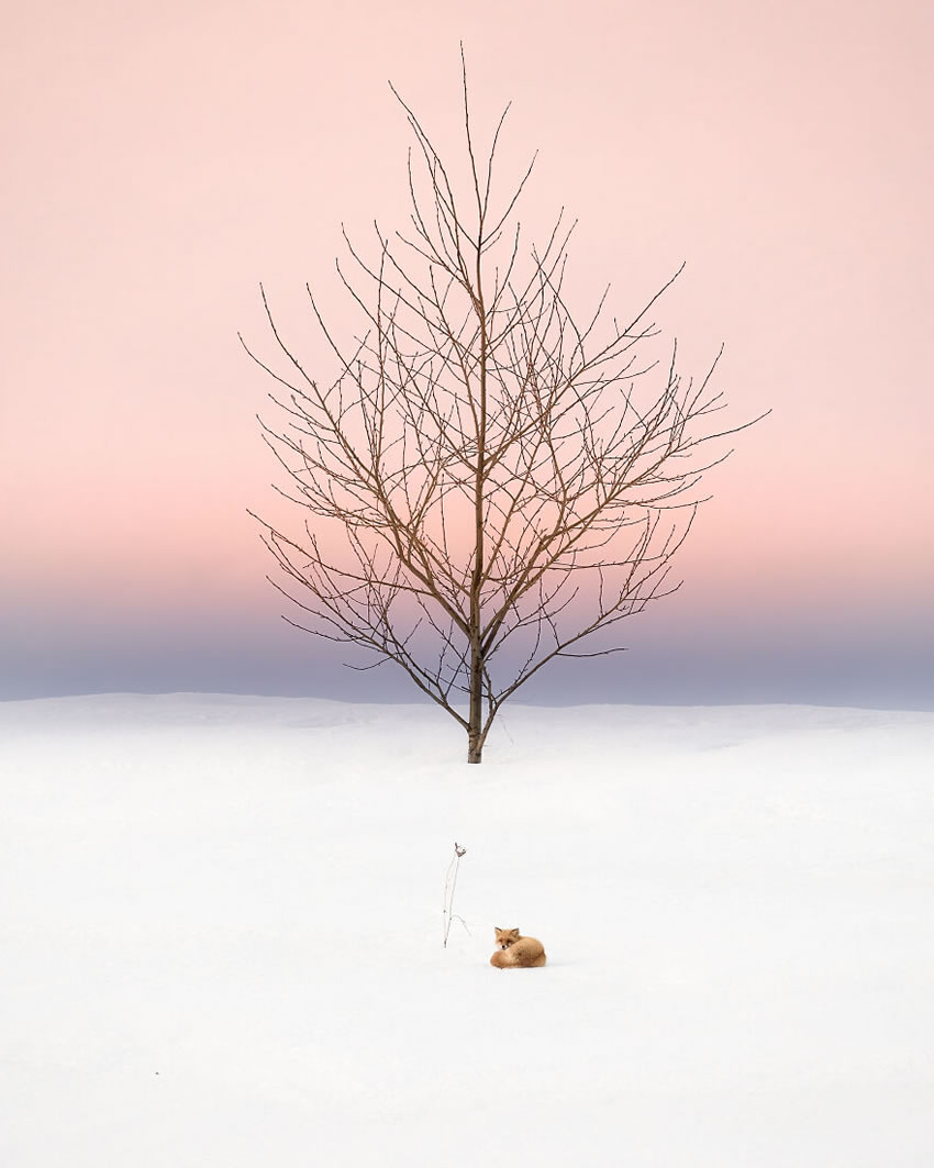 Beautiful Trees Of Hokkaido Japan By Roy Iwasaki