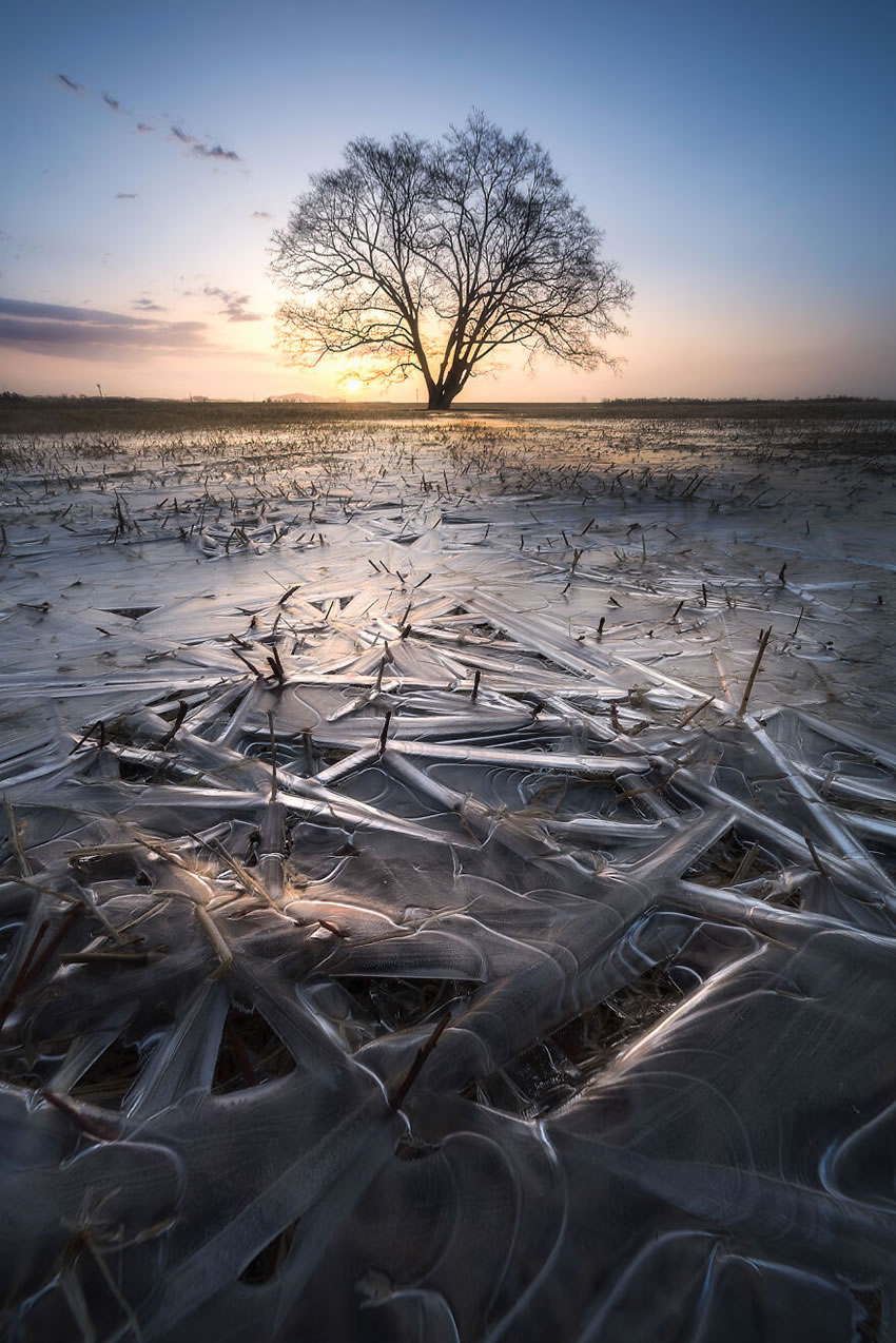 Beautiful Trees Of Hokkaido Japan By Roy Iwasaki