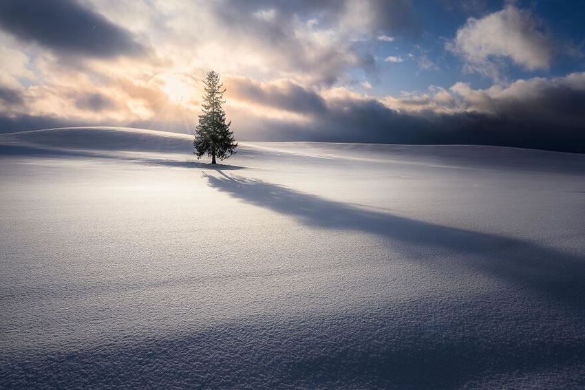 Beautiful Trees Of Hokkaido Japan By Roy Iwasaki