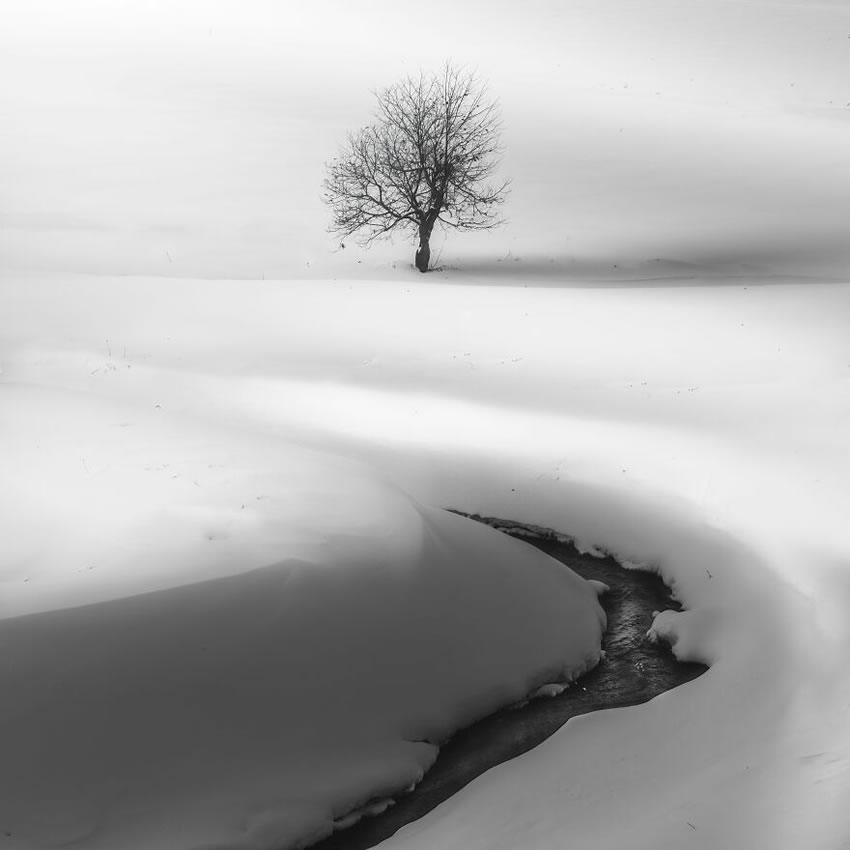 Beautiful Trees Of Hokkaido Japan By Roy Iwasaki